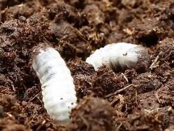 Worm beetles Stock Footage