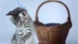 HD: Kitten Playing With A thread Stock Footage