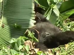 A gorilla resting on the ground Stock Footage