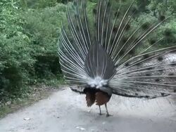 Peafowl 3-5: HD 1080/60i Stock Footage