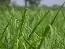 CU Grass gently blowing in wind / New Orleans, Louisiana, United States Stock Footage