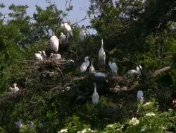 Birds in a Southern Rookery Stock Footage