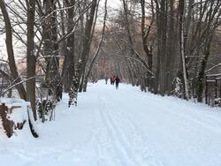 Winter Forest with people Stock Footage
