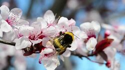 Bee over plum blossoms Stock Footage