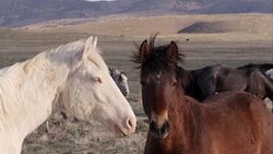 Up close view of two wild horses standing nose to nose. Stock Footage