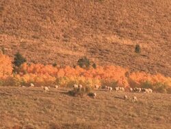 MS Sheep Grazing in Rocky Mountains / Telluride, Colorado, United States Stock Footage