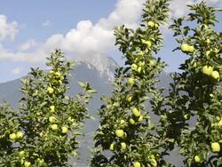 MS Shot of apple orchard in front of mountains / Merano, Trentino, South Tyrol, Italy Stock Footage