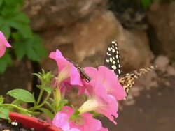 butterflies flying over the flowers Stock Footage