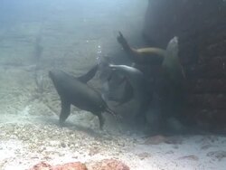 California Sea Lion (Zalophus californianus) swims to several others resting on sea floor, La Paz, Sea of Cortez, Mexico Stock Footage