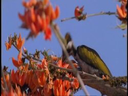 CU Golden backed Woodpecker, Dinopium benghalense, feeding in tree, Bandhavgarh National Park, India Stock Footage