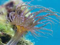 MS Glass anemone gently swaying in water / Honolulu, Hawaii, United States Stock Footage
