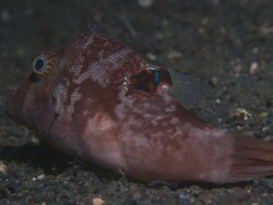 Shrimp, translucent cleaner, on back of red white fish, Indonesia  Stock Footage