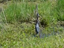 Little Green Heron Wading in Shallow Water Attacked by a Large Soft-Shelled Turtle Stock Footage