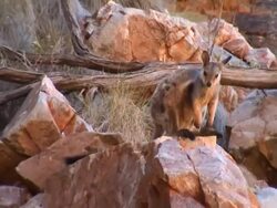 Australian kangaroo Stock Footage