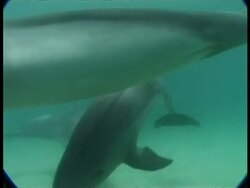 CU Dolphin, sequence of dolphins swimming underwater, Egypt; SEQUENCE OF CLIPS, SPECIAL TERMS APPLY Stock Footage