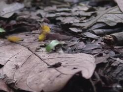 Atta worker ants Stock Footage