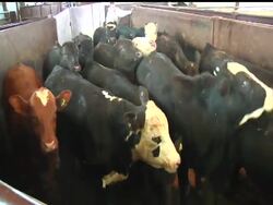 A California''s dairy producer has become the focus of intense scrutiny now that mad cow disease has been discovered in a dead cow. Still, an unrelated cattle producer in Illinois says the USDA system works well so there''s nothing to worry about. ( News Clip