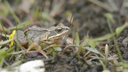 Common frog Stock Footage