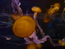 HYPERLAPSE: Shark Reef Aquarium At Mandalay Bay Time Lapses Stock Footage