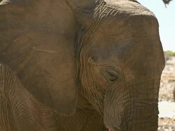 Elephant Stock Footage