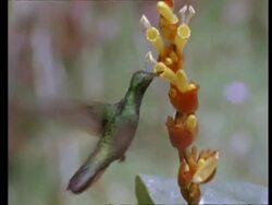 MCU Green Mango hummingbird feeding on flower, flies off, real time Stock Footage