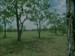 Swarm of bees flying in the air and right pan right to CU tree with nest, Botswana, Africa Stock Footage