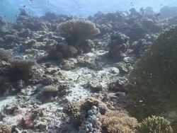 MS POV Broken table coral on reef / Hanifaru, Baa Atoll, Maldives    Stock Footage