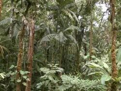 Interior of tropical rainforest in the Ecuadorian Amazon Stock Footage