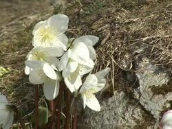 HD: Spring flowers Stock Footage