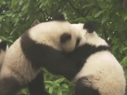 Giant Panda cubs, Chengdu Panda Base, Sichuan, China  Stock Footage