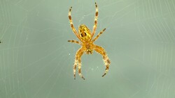 Spider On Its Net Stock Footage