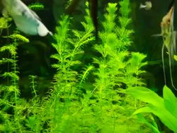 Angel fish in aquarium Stock Footage