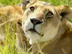 CU, Two lions (Panthera Leo) lying in tall grass, headshot, Masai Mara Game Reserve, Rift Valley, Kenya Stock Footage