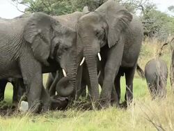 MS Herd of African Elephants (Loxodanta Africana) removing baby elephant from placenta / Botswana Stock Footage