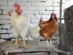 White rooster and hens in natural surroundings Stock Footage