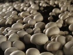 Mushrooms growing in greenhouse Stock Footage