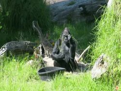 Gorilla Stock Footage