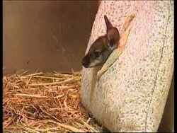 Israel - Orphan wallaby survives in mock pouch News Clip