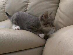 A kitten scratches a sofa. Stock Footage