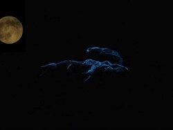 Arabian fat-tailed scorpion (Androctonus crassicauda) under full moon Stock Footage