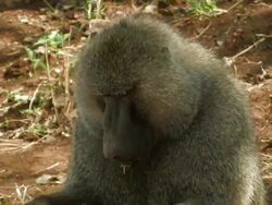 Baboon (Papio sp.) eating seeds, Lake Manyara, Tanzania Stock Footage