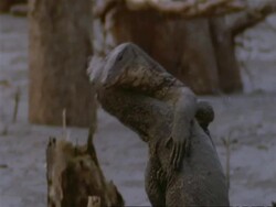 MCU 2 Water Monitor Lizards fighting, pushing each other to ground, India Stock Footage