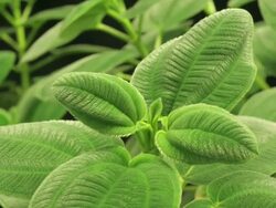 Medium Close Up static _ The leaves of a princess flower grow Stock Footage