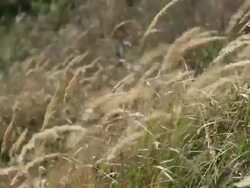 grass on meadow Stock Footage