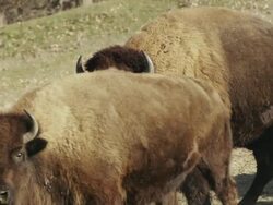 Large American Bison Bull or buffalo looks toward camera. Stock Footage