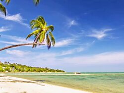 Sunny palm tree Stock Footage