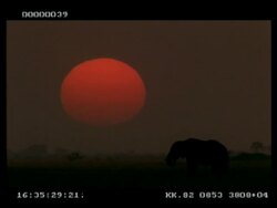 WA Silhouetted African Elephant (Loxodonta africana) grazing, Large red sunset behind, Botswana Stock Footage