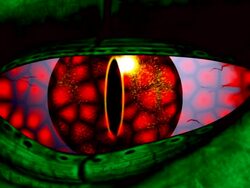 (HD1080) Blinking Creature Eye.. Stock Footage