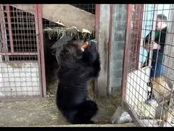 VOICED: Bosnia, osos condenados a muerte News Clip