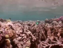 MS Fishes swimming near by coral  AUDIO / Queensland, Australia Stock Footage
